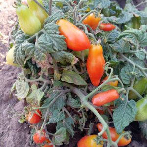 Micro dwarf Laura ( мікро гном Лаура)