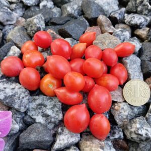 Micro dwarf Nina Neutron (мікро гном Ніна Нейтрон)