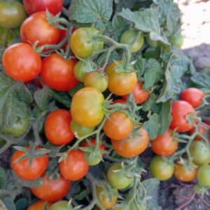 micro dwarf pinnocchio (мікро гном піннокіо)