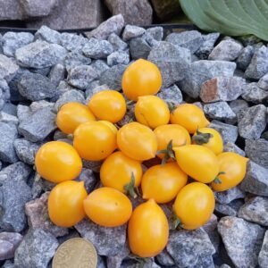 MICRO GNOME SMALL LEMON (МІКРО ГНОМ Невеликий лимон)