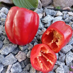 BIG BERTHA (Велика Берта)