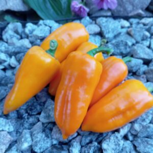 Корвет помаранчевий