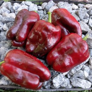 Опівніч мрії