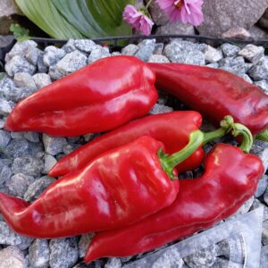 Івайловська капія