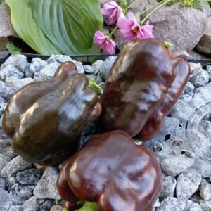 Шоколадний гігантський смарагд