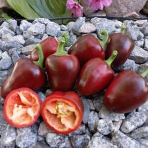 Острів скарбів