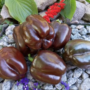 Солодкий Мармелад