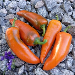 Капія оранжевий