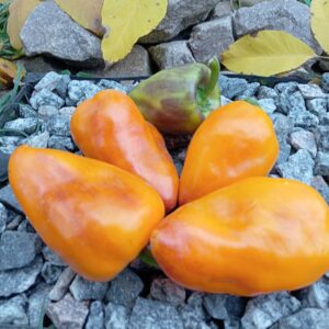 Райдужне сонце