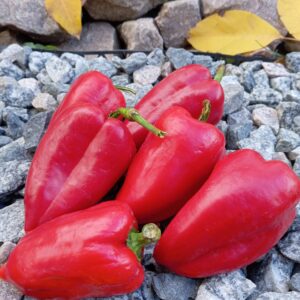 Єгипетська сила