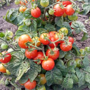 Dwarf micro Scarlet (мікро гном Скарлет)