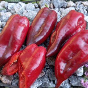 УГОРСКИЙ ЧЕРНЫЙ (Black Hungarian)