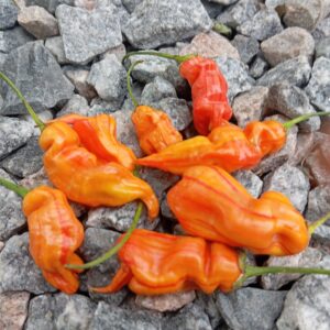 Sugar rush stripey (Цукровий приплив смугастий)