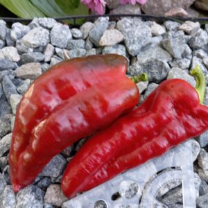 FATIMA (ФАТІМА)